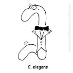 c elegans